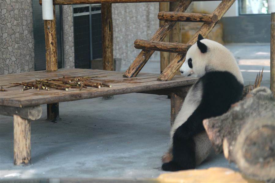 （新华视界）（4）大熊猫“大美”“青青”亮相长沙