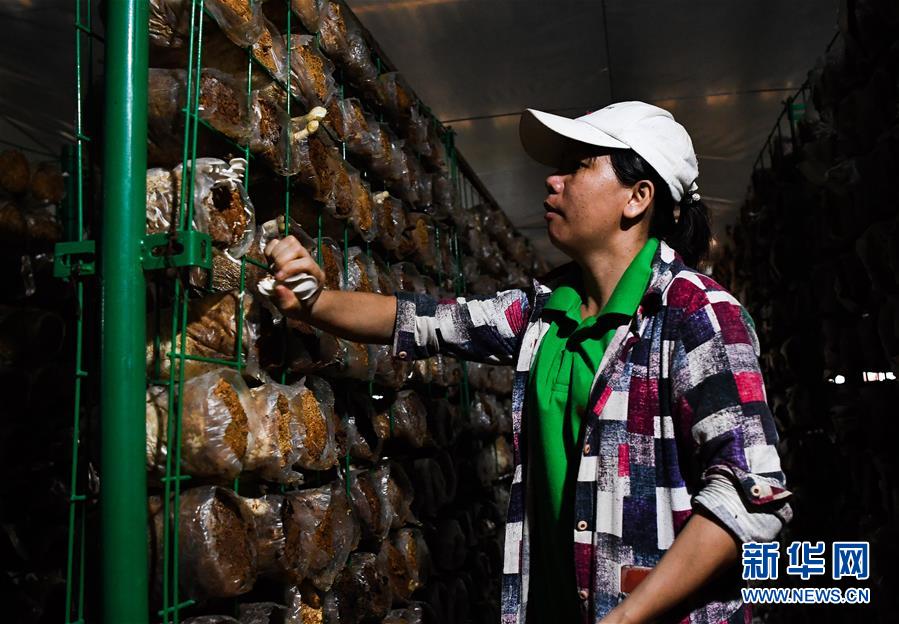 （经济）（2）海南琼中：“股份蘑菇”助脱贫