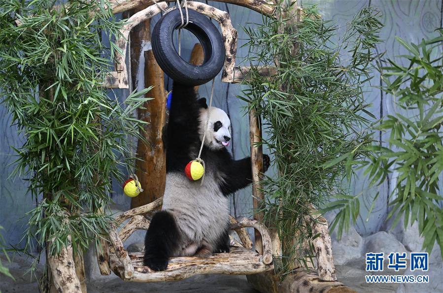 （社會）（2）大熊貓兄弟的“生日派對”