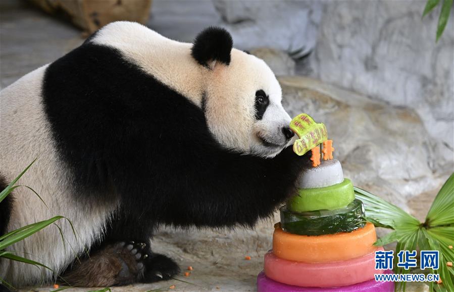 （社會）（5）大熊貓兄弟的“生日派對”
