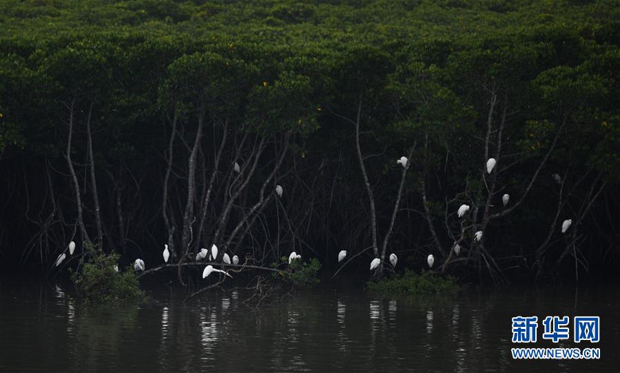 （新华视界）（2）海南东寨港国家级自然保护区红树林面积扩大至1771公顷