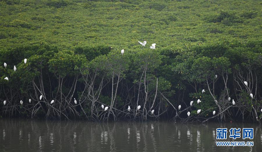 （新华视界）（4）海南东寨港国家级自然保护区红树林面积扩大至1771公顷