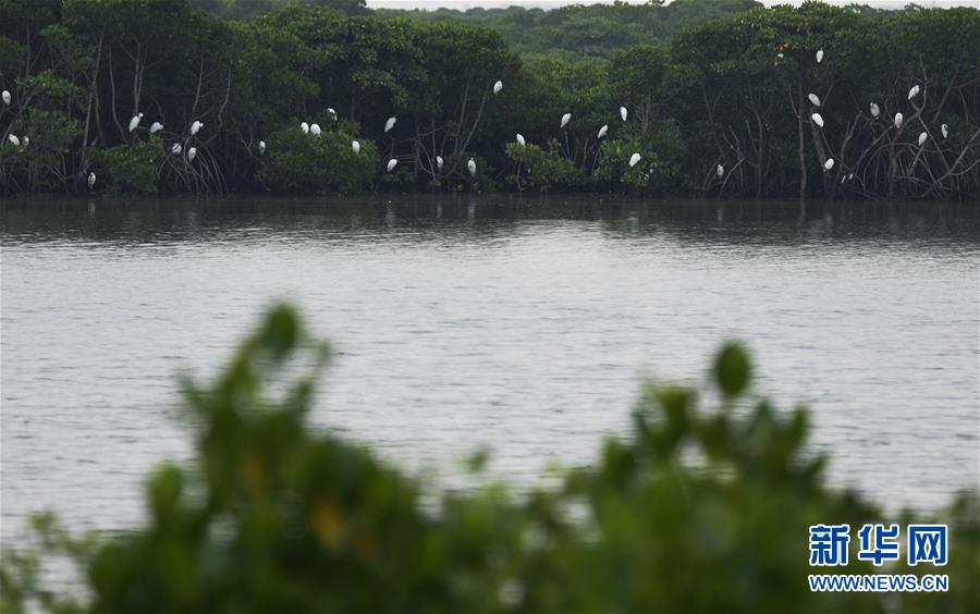 （新华视界）（5）海南东寨港国家级自然保护区红树林面积扩大至1771公顷