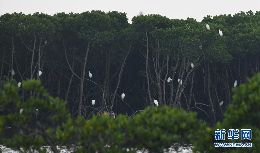 （新华视界）（6）海南东寨港国家级自然保护区红树林面积扩大至1771公顷