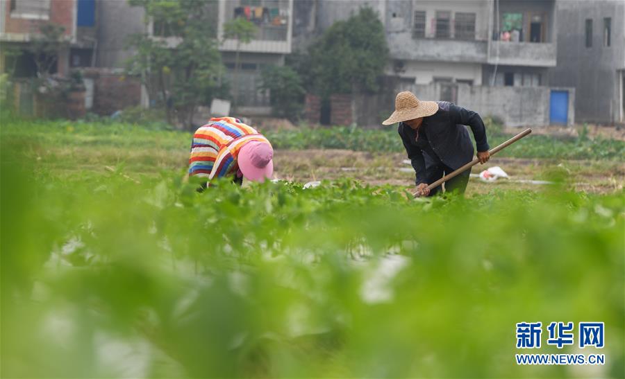 （新华视界）（7）海南澄迈：冬季瓜菜种植忙