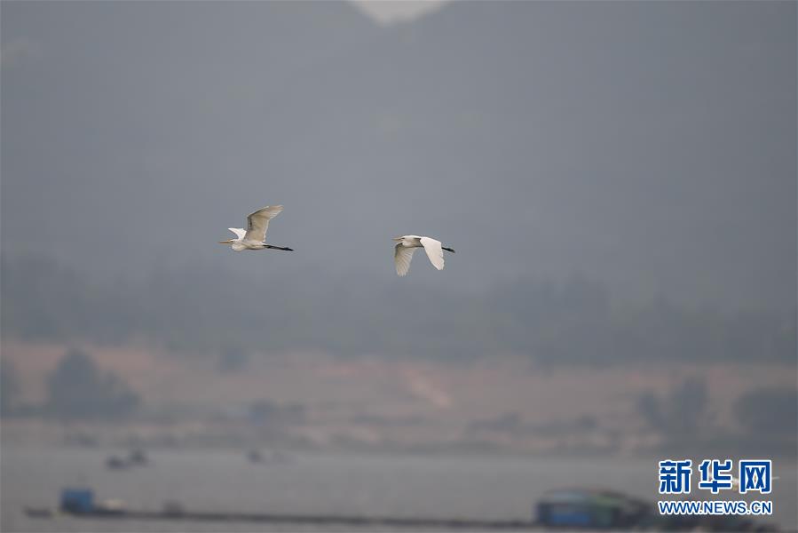 （新華視界）（1）海南陵水：紅樹林裏的白鷺
