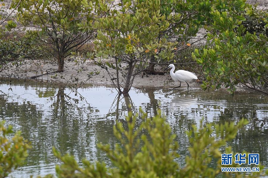 （新华视界）（2）海南陵水：红树林里的白鹭