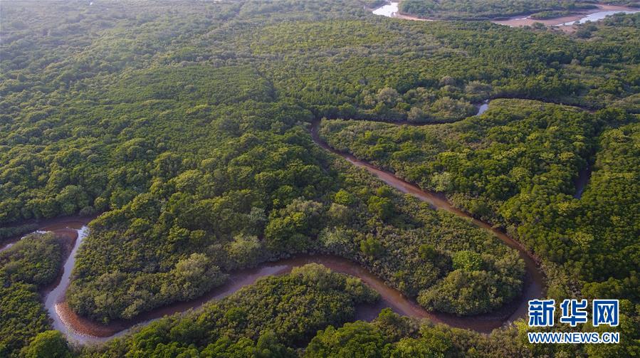 （環境）（3）海南將加強紅樹林保護修復
