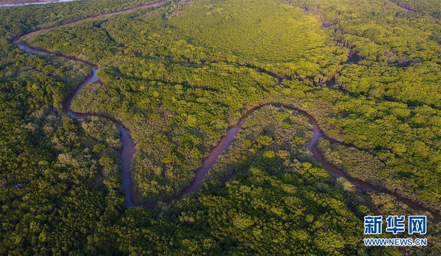 （環境）（5）海南將加強紅樹林保護修復