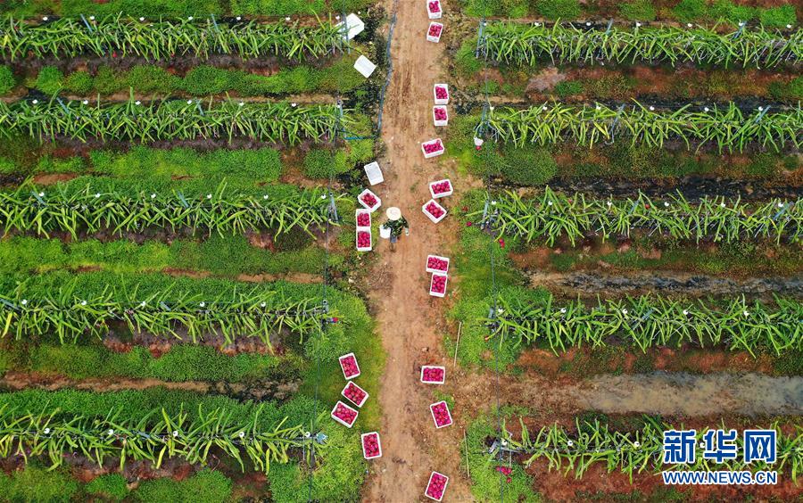（經濟）（2）海南東方：特色農産品基地勞作忙