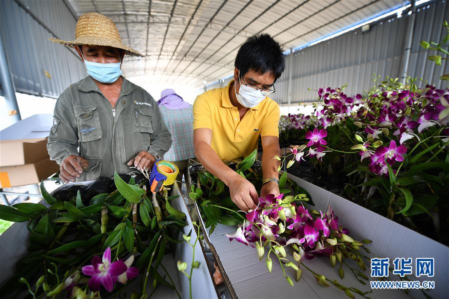 （經濟）（7）海南東方：特色農産品基地勞作忙