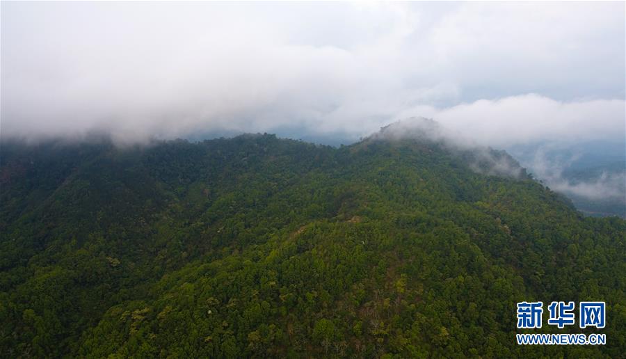 （社会）（12）海南热带雨林国家公园：打造自贸港生态名片