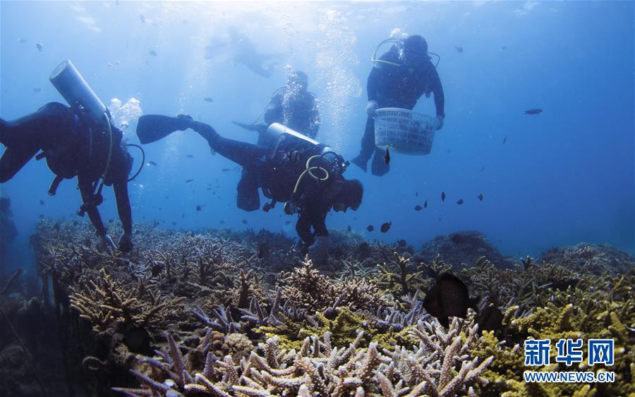 （環境）（2）海洋三亞：海底生態修復忙