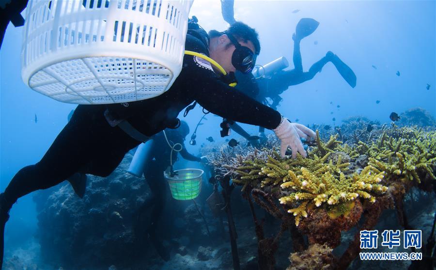 （環境）（3）海洋三亞：海底生態修復忙