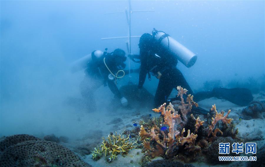 （環境）（8）海洋三亞：海底生態修復忙