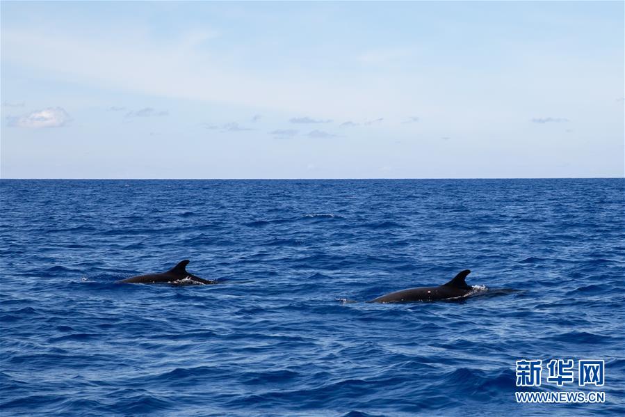 （新华视界）（1）我国南海北部某海域首次发现伪虎鲸