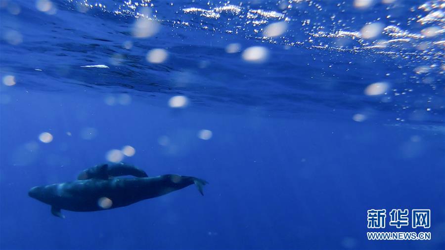 （新华视界）（2）我国南海北部某海域首次发现伪虎鲸