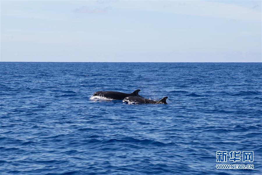 （新華視界）（3）我國南海北部某海域首次發現偽虎鯨