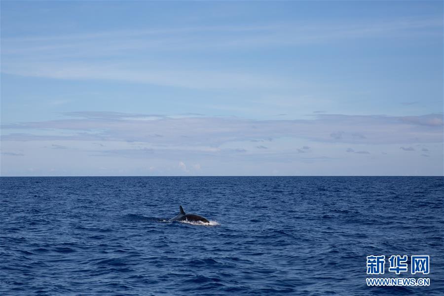 （新華視界）（4）我國南海北部某海域首次發現偽虎鯨
