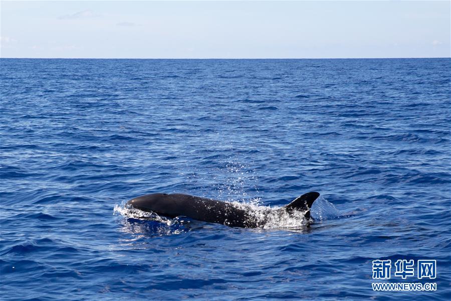 （新華視界）（5）我國南海北部某海域首次發現偽虎鯨