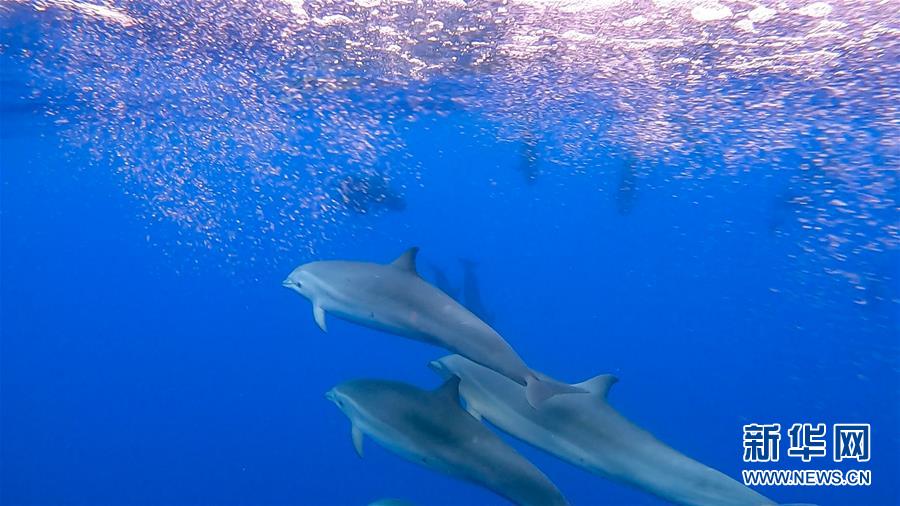 （新华视界）（1）科研人员在南海记录短肢领航鲸与弗氏海豚混游现象
