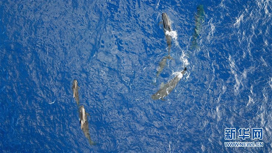 （新华视界）（2）科研人员在南海记录短肢领航鲸与弗氏海豚混游现象