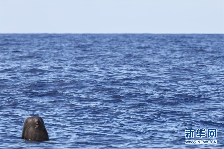 （新华视界）（3）科研人员在南海记录短肢领航鲸与弗氏海豚混游现象
