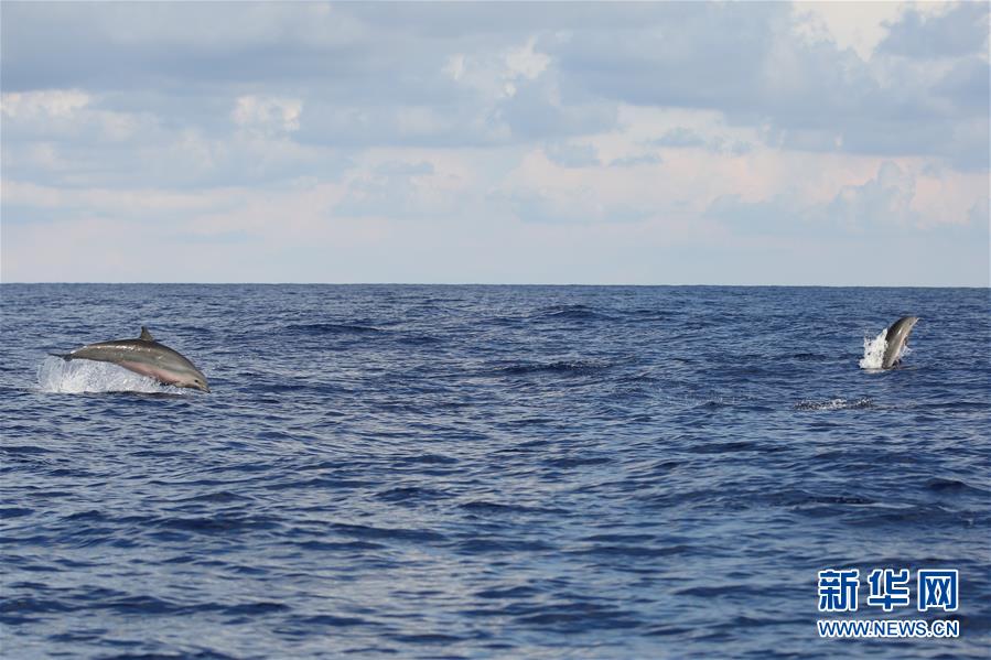 （新华视界）（5）科研人员在南海记录短肢领航鲸与弗氏海豚混游现象