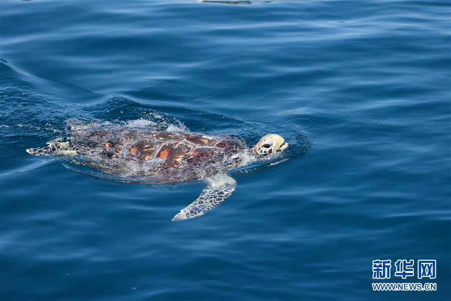 （環境）（4）海南陵水舉行2020年南海海龜放流活動