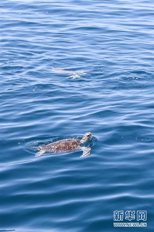 （環境）（5）海南陵水舉行2020年南海海龜放流活動