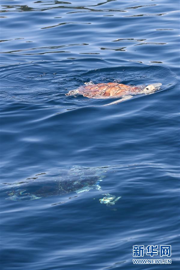 （环境）（6）海南陵水举行2020年南海海龟放流活动