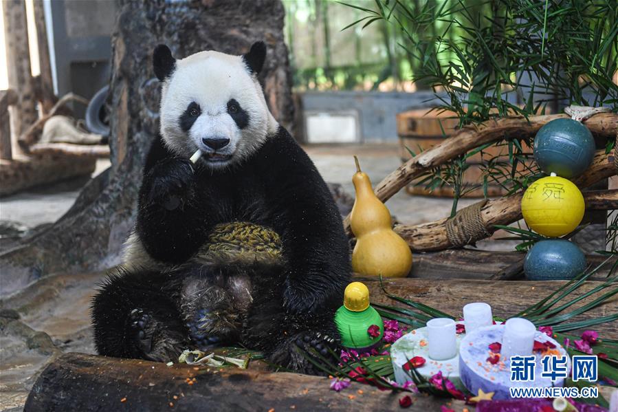 （环境）（2）海口：大熊猫“贡贡”和“舜舜”迎来7岁生日