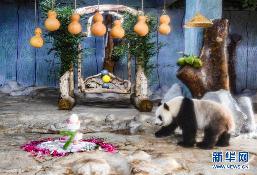 （环境）（4）海口：大熊猫“贡贡”和“舜舜”迎来7岁生日
