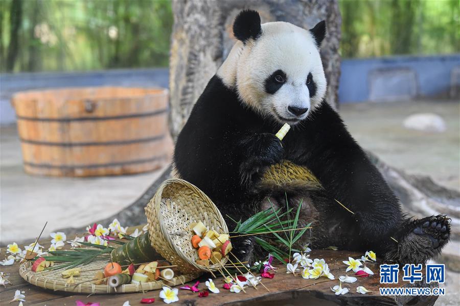 （环境）（5）海口：大熊猫“贡贡”和“舜舜”迎来7岁生日