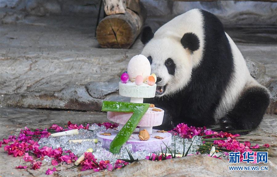 （环境）（6）海口：大熊猫“贡贡”和“舜舜”迎来7岁生日