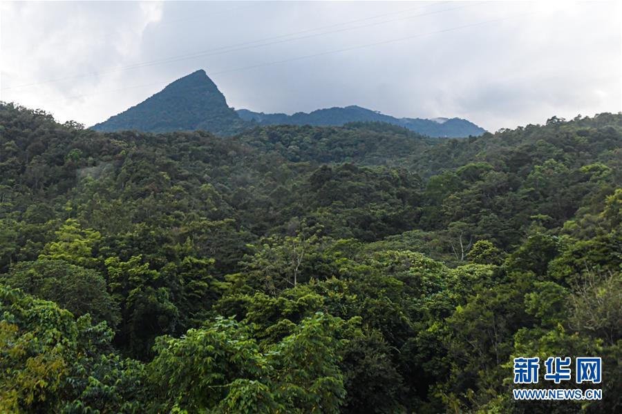 （环境）（6）探访海南热带雨林国家公园