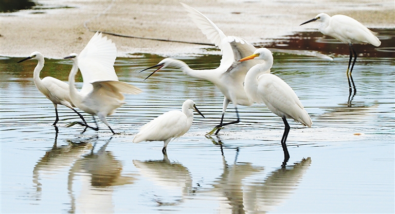 乐东莺歌海盐场湿地共记录到野生鸟类82种