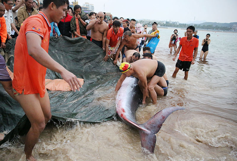 周末好图再赏：幼鲸搁浅三亚海边 获众人救助
