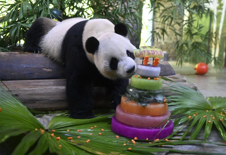 大熊貓兄弟的“生日派對”