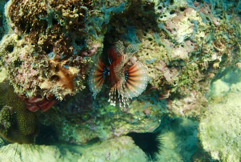 海南五彩斑斕的海底世界