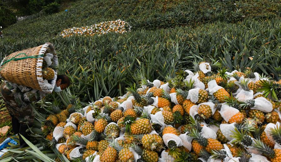 海南萬寧：菠蘿採收忙