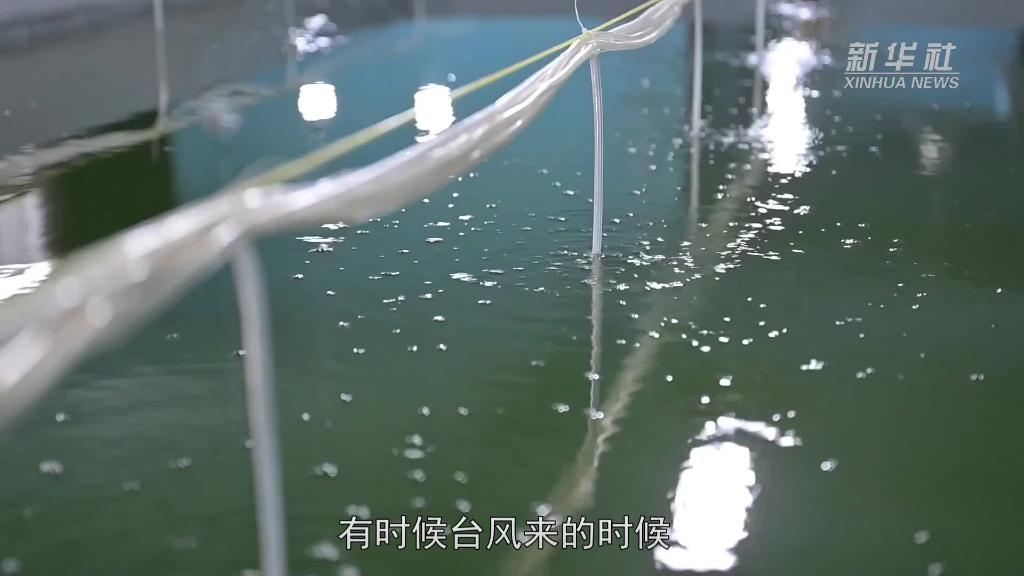 新華全媒+｜文昌：現代化漁業産業園助農增收