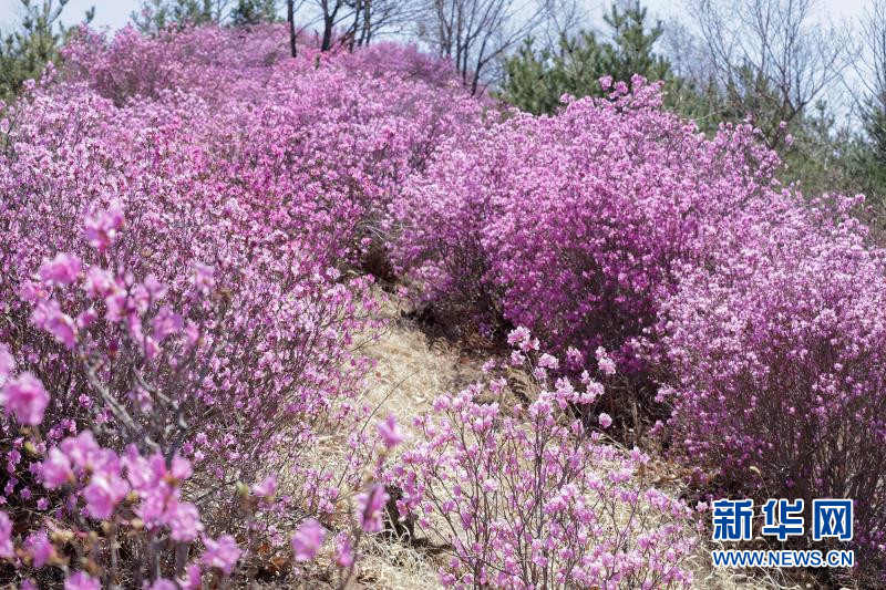 正文   金达莱,别名杜鹃,是中国延边朝鲜族自治州的州花,延吉市的市花