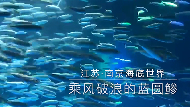 乘風破浪的藍圓鲹！南京海底世界上演銀魚“風暴秀”