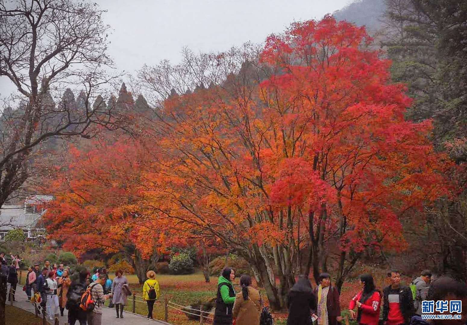 庐山:醉美枫叶红