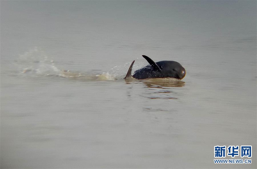 （图片故事）（9）鄱阳湖上的江豚“保镖”