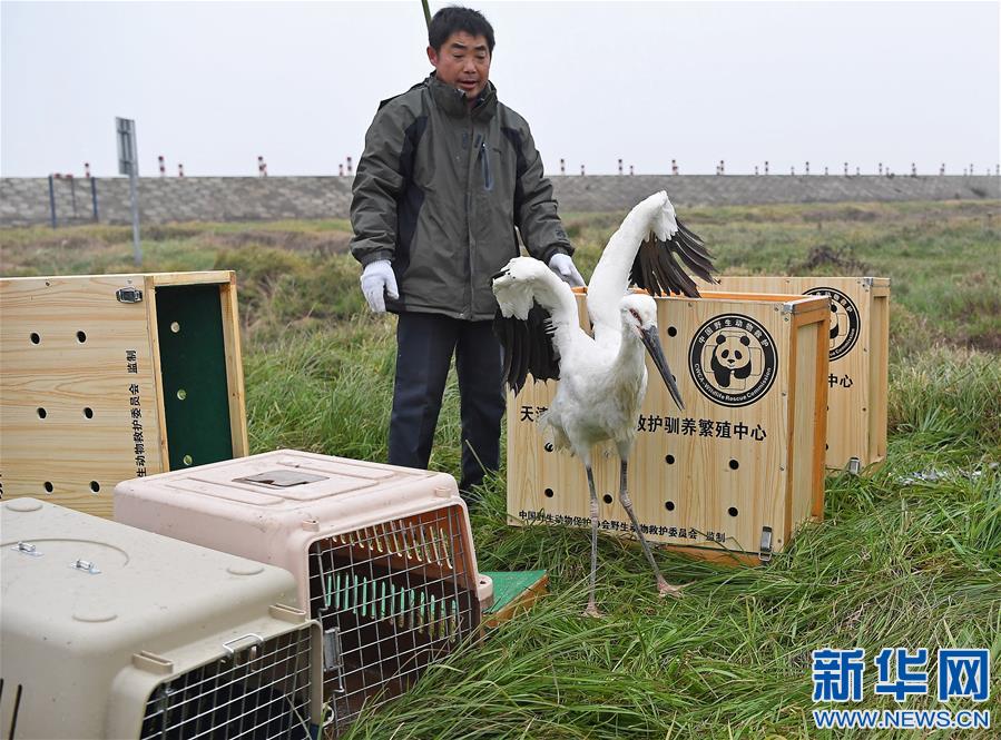 （环境）（1）16只珍稀候鸟放飞鄱阳湖