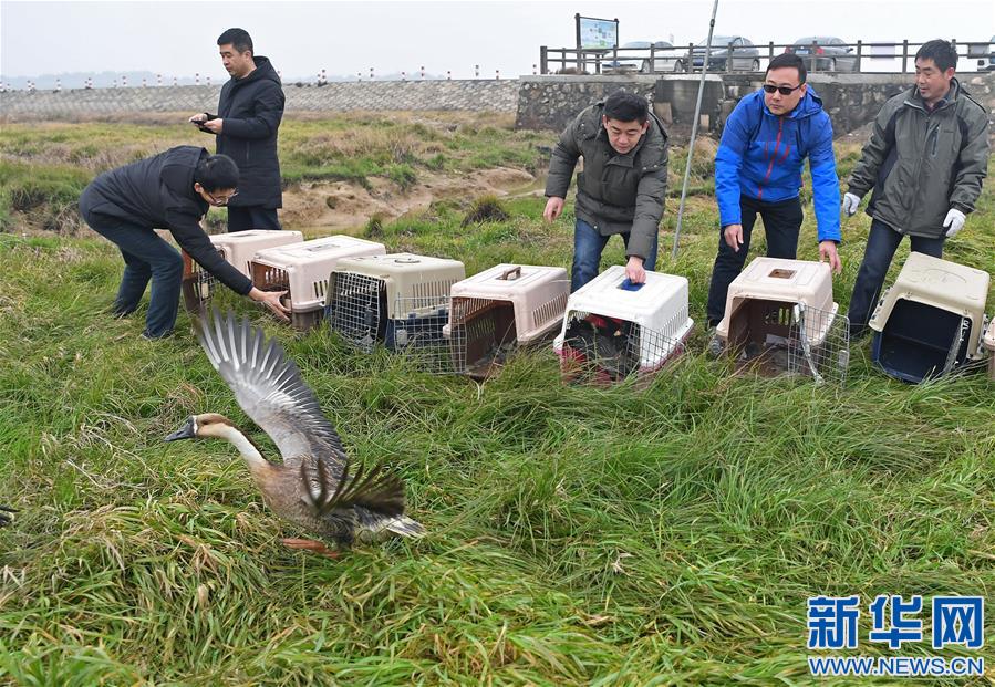 （环境）（4）16只珍稀候鸟放飞鄱阳湖