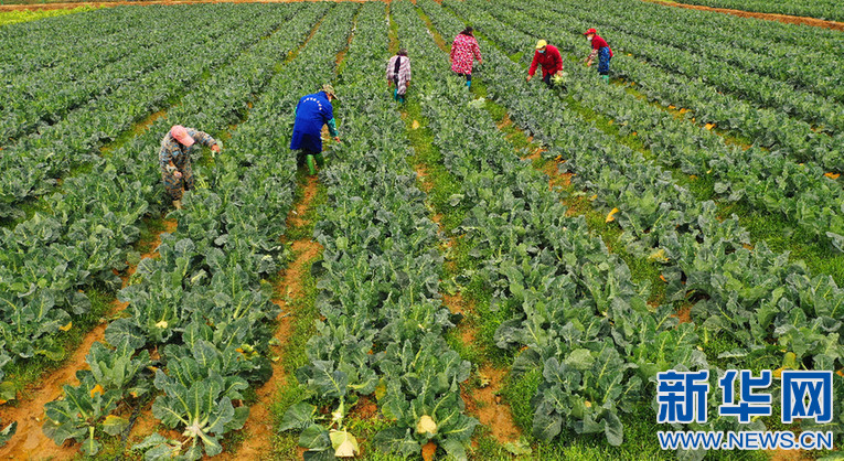 2月7日,在春浮园田园综合体蔬菜基地里,农民正在采收蔬菜.