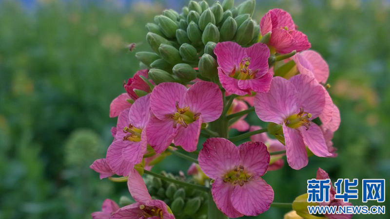 38种颜色的油菜花海长啥样?一起来看